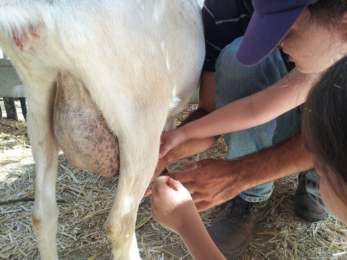 מוזיאון עין יעל